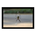 Writing Spider (Argiope Aurantia) posters