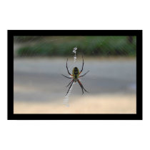 Writing Spider (Argiope Aurantia) posters