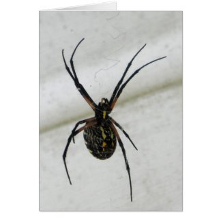 writing spiders writing spiders