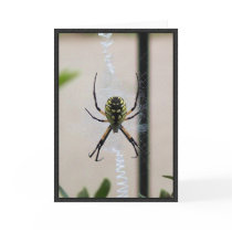 Writing Spider Greeting Cards