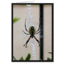 Writing Spider Greeting Cards