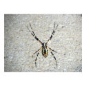 Writing Spider Poster posters