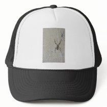 Writing Spider Sees It's Shadow Hat