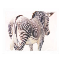 "Wrong Way" Zebra Wildlife Watercolor posters