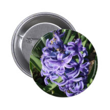 Wunderschöne Hyazinthe Button