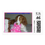 www.AmericanBrittanyRescue.ORG postage