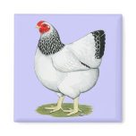 Wyandotte:  Columbian Hen Fridge Magnets