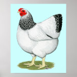 Wyandotte:  Columbian Hen posters