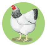 Wyandotte:  Columbian Hen Sticker