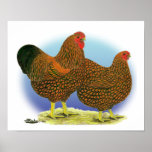 Wyandotte:  Golden-laced Pair posters