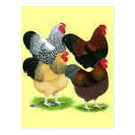 Wyandotte:  Rooster Assortment Post Card