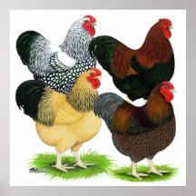 Wyandotte:  Rooster Assortment Poster