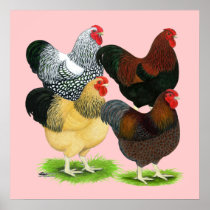 Wyandotte:  Rooster Assortment Print
