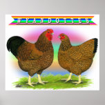 Wyandottes:  Golden-laced Rainbow posters