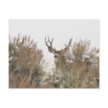 Wyoming Deer postcards by jsmullen Wyoming Deer postcards