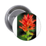 Wyoming Paintbrush Button