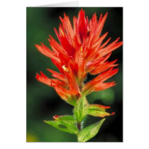 Wyoming Paintbrush Greeting Card