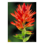 Wyoming Paintbrush Greeting Card