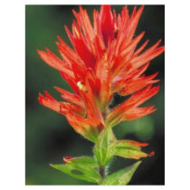 Wyoming Paintbrush Personalized Flyer