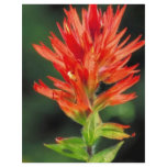 Wyoming Paintbrush Personalized Flyer