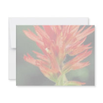 Wyoming Paintbrush invitations