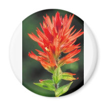 Wyoming Paintbrush magnets