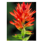 Wyoming Paintbrush Post Card