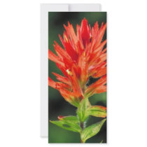 Wyoming Paintbrush Custom Rack Card