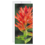 Wyoming Paintbrush Custom Rack Card