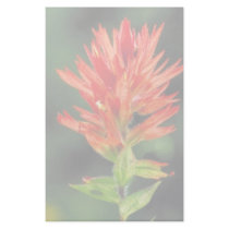 Wyoming Paintbrush Stationery