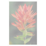Wyoming Paintbrush Stationery