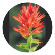 Wyoming Paintbrush stickers