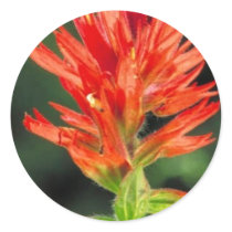 Wyoming Paintbrush stickers