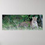 x-Large Poster - 60"x23" Leopard, Masai Mara