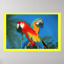 X Marks the Spot Parrots Posters