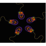 X-Ray Computer Mice Original Photo Cut Outs