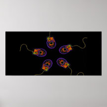 X-Ray Computer Mice Original Poster