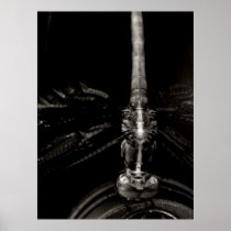 X-Ray Dragonfly Print