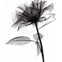 X-Ray of Rose t-shirts by dominicnewcomb X-Ray of Rose t-shirts