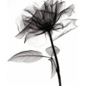 X-Ray of Rose t-shirts