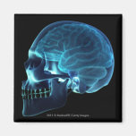 X-ray of the brain inside a skull refrigerator magnet
