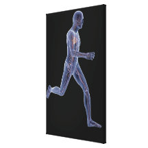 X-ray of the vascular system in a running man canvas print