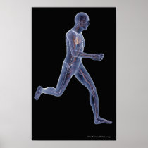 X-ray of the vascular system in a running man