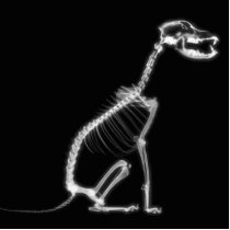 X-RAY PUPPY DOG SKELETON SITTING - B&W PHOTO CUTOUT