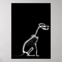 X-RAY PUPPY DOG SKELETON SITTING - B&W PRINT