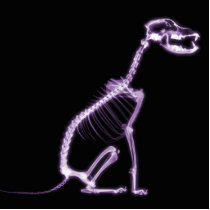 X-RAY PUPPY DOG SKELETON SITTING - PURPLE CUT OUTS