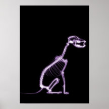 X-RAY PUPPY DOG SKELETON SITTING - PURPLE POSTER