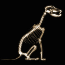 X-RAY PUPPY DOG SKELETON SITTING - SEPIA ACRYLIC CUT OUT