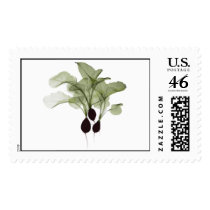 X-ray: Radish stamps