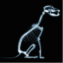 X-RAY SKELETON DOG SITTING - BLUE & BLACK CUT OUT